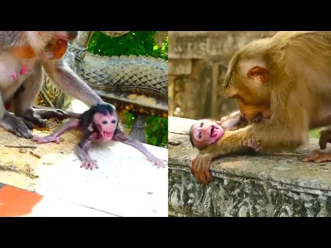 Download MP3 The mother monkey keeps biting the baby monkey but the baby monkey keeps clinging to the mother