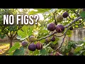 Fig Trees Why They re Not Fruiting Root Pruning Harvest Protection from Birds Squirrels