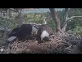 Shadow spotted with another eagle days after Jackie s death