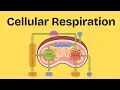 What is Cellular Respiration