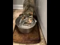 Download Lagu Good thing she’s cute lol #catoftheday #cat #kitty #kitten #catlovers #cutecat @heatherhindyr0