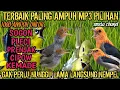Download Lagu suara pikat prenjak, sogon, pleci, cipow, kemade, terbaru