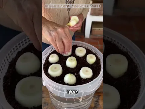 😳 ¡MIENTRAS MUCHOS TIENEN MIEDO, OTROS HACEN ESTO! Cultivan alimentos sin tierra 🌱