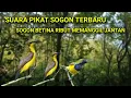 Download Lagu Mp3 Suara Pikat Sogon Paling Ampuh Mampu Menurunkan Sogon Yang Bandel.