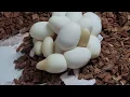 Carpet Python Eggs