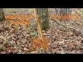 Northeast Rut Report Rut Sign Is Increasing