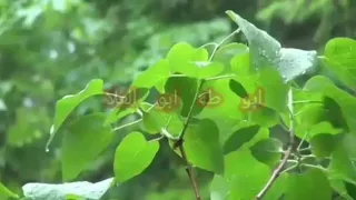 الطبلاوى سلطان التلاوة وتلاوة جميله جدا من سورة النحل من التسجيلات والحفلات النادره 