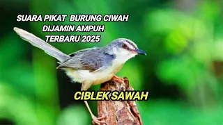 suara pikat burung ciblek sawah ampuh terbaru 2025 mp3