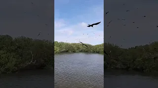 #Frigate birds of #Barbuda in mating season.