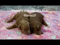 Patsy s Cavapoo Litter Reveal