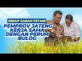 Download Lagu Serap Gabah Petani, Pemprov Jateng Kerja Sama dengan Perum Bulog
