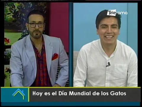 Hoy es el día mundial de los gatos