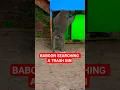 Lagu Baboon searching Trash bins #subscribe #subscribemychannel #baboon #subscribers