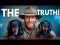 The Truth About Dachshunds 10 Pros Cons Surprising Facts