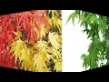 楓-スピッツ（本人歌唱）、歌詞ガイド、ふりがな付き字幕