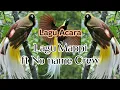 Download Lagu Lagu Mappi Tamario ft No name Crew #Lagu_timur 🌴🏝️🎶🇨🇺