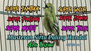 Download Burung cipoh/sirtu gacor Suara khas variasi alam liar #sirtugacor #sirtujantan @srfchannel3881 MP3