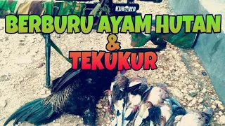 Download BERBURU AYAM HUTAN, video kawakan MP3