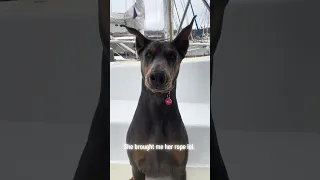 #fyp #dream #doberman #pets #youtube