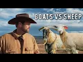 Sheep or Goats We Raised Both Here s the Truth