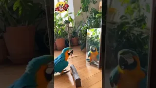 صرخ على نفسه ظن ا أنه ببغاء آخر مشهد طريف لا ي فو ت FunnyAnimals Parrot ViralVideo Shorts 