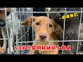 Download Lagu 60多只貓狗將被發往外地屠宰，擁擠牢籠內不斷求救，眼裏充滿絕望