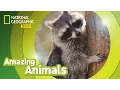 Download Lagu Raccoon | Amazing Animals