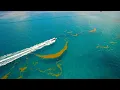 The Astounding Length of Seaweed in the Sargasso Sea 4K