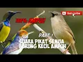 Download Lagu Suara pikat burung kecil Ampuh|PART 1
