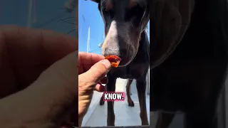 #fyp #dream #doberman #pets #youtube