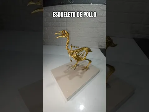 ESQUELETO DE POLLO manualidad en 3D #pollo #esqueleto #tareas #manualidades #3D #Shorts