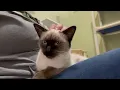 ADOPTED Jillyboo - super outgoing seal point Siamese mix sweetie