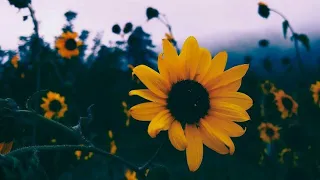هزتني نسمات الليالي   أجمل نغمة رنين للهاتف  حالات واتسآب دينيه ورنات للهاتف   اناشيد دينيه دندنها