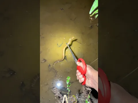 Berburu ikan menggunakan capitan malam2 banyak belut bersisik !!! #fishing #viral #survival