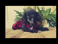 Florida Poodle Rescue