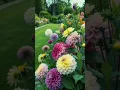 Download Lagu Bunga dahlia adalah tanaman bunga berumbi yang memiliki berbagai warna dan bentuk