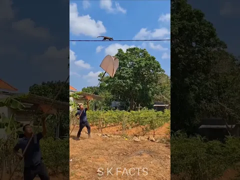 ये नेवला कहा भाग रहा हैं 😳😍