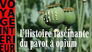 L'histoire fascinante du pavot à opium