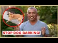 How to Stop Dog Barking Cesar 911
