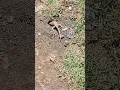 Download Lagu In duúle-i ná kééŋ kɨro dʉ́lo jíŋíti ásáŋ gárima á karúulba