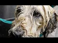 This N J pet groomer is giving dogs a makeover for a new start