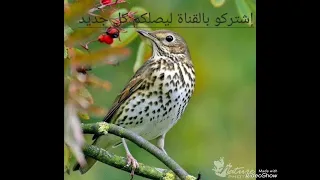 الصوت الأقوى لإصتياد السمن في الليل و كل الأوقات The Best Song Of Song Thrush 