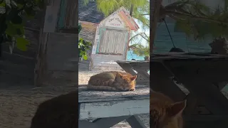 The Life of a Beach Cat 🇧🇸🏝 #sailingbyefelicia
