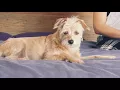 Download Lagu (Tubidy.io)Justin Bieber - Sorry (Lyric Video)