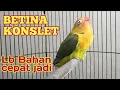 Download Lagu masteran lovebird betina konslet merangsang lb bahan agar cepat keluar nada minor