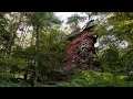 🌳 4K - Relaxing Nature Sounds For Stress Relief, Forest Sounds, Bird Song, No AI