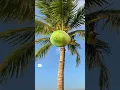 Download Lagu Watch me careful with this COCONUT tree #shorts #beta #videos #shortvideo #coconut #funny #amazing