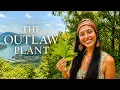 The Surprising Story of Sassafras - Wild Food Appalachian History