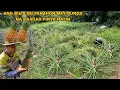 Download Lagu PAGLILINIS NG ATING TANIM NA PINYA SA TABING BABOYAN