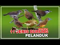 Download Lagu 11 JENIS BURUNG PELANDUK | BURUNG DARI KELUARGA TIMALIIDAE | BURUNG INDONESIA